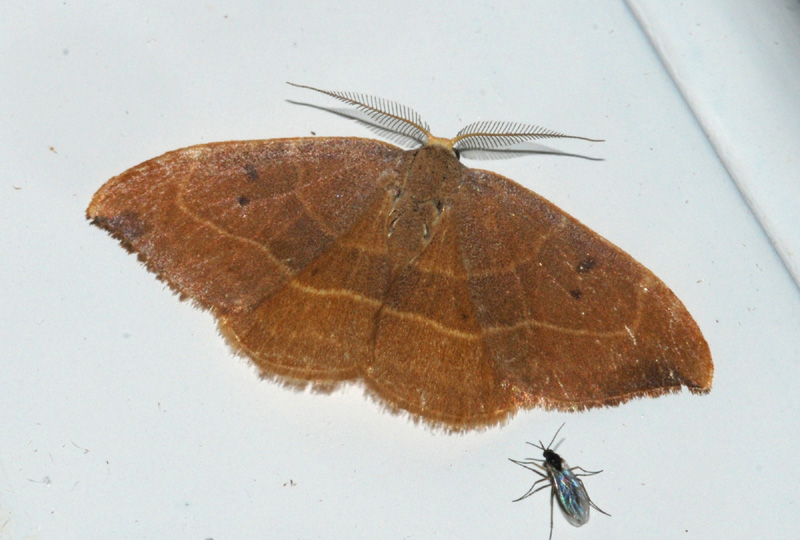 Conferma Drepanidae - Watsonalla cf. binaria